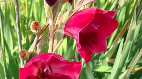 Gladiolus papilio Ruby 