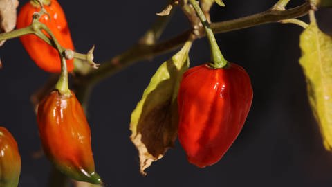 Chili - Pflanze mit gesunder Schärfe