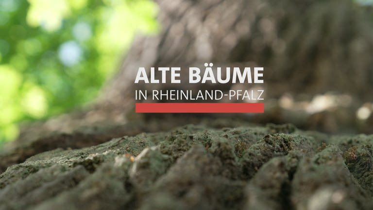 Logo "Alte Bäume in Rheinland-Pfalz"