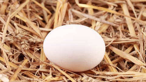 Ein weißes Ei liegt im Stroh