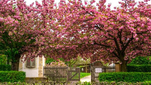 Blühende Obstbäume (Foto: SWR)